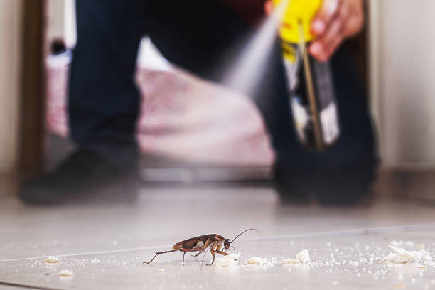 Best Termite Control Services  in Checotah, OK