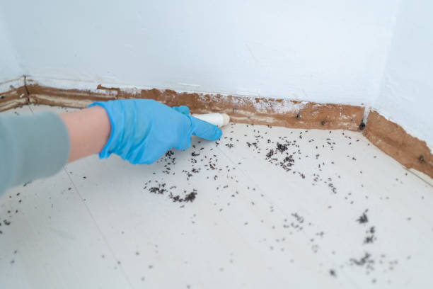 Best Affordable Pest Control Services  in Checotah, OK